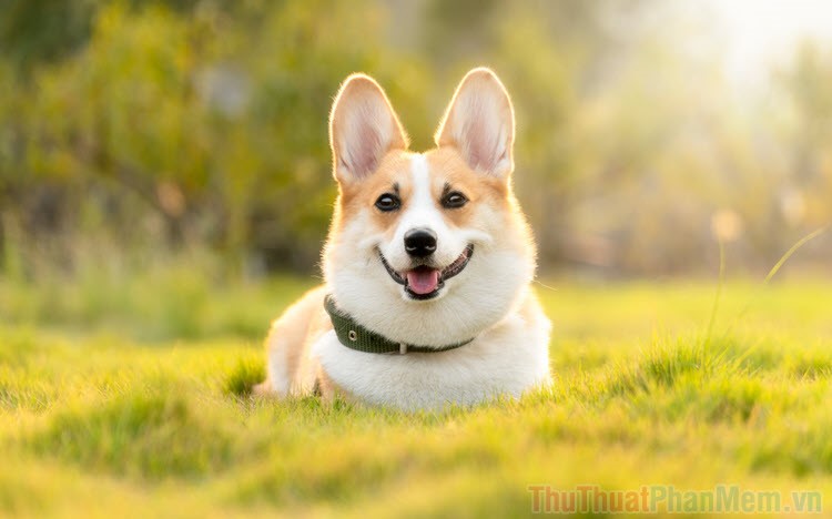 Vận chuyển thú cưng từ sân bay Nội Bài đến sân bay Đà Nẵng