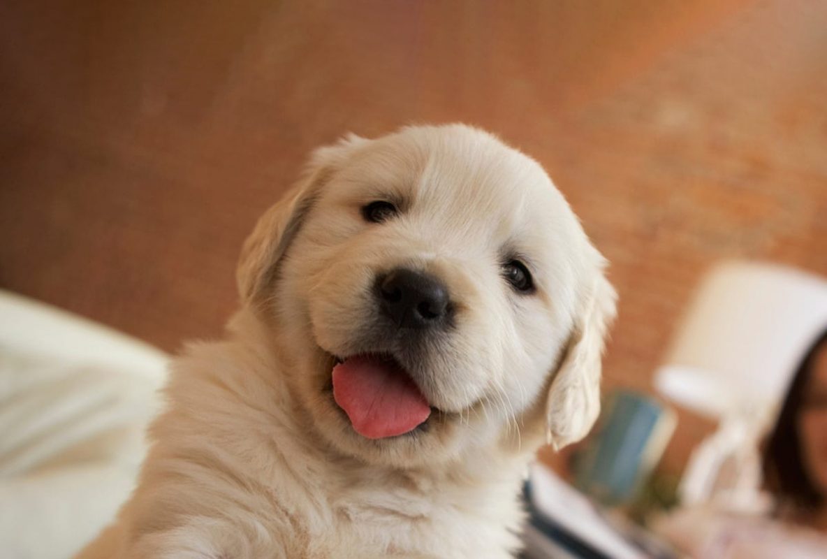 Dịch vụ vận chuyển thú cưng từ sân bay Tân Sơn Nhất đến sân bay Đà Nẵng