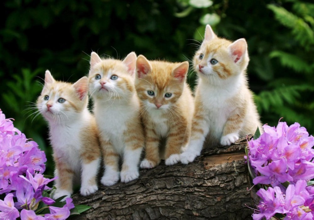 Những lưu ý khi vận chuyển thú cưng đi quốc tế