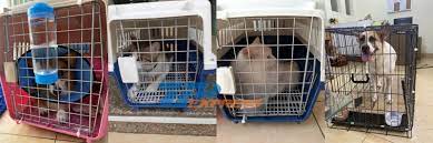 Vận chuyển thú cưng từ Nội Bài đến Phú Bài