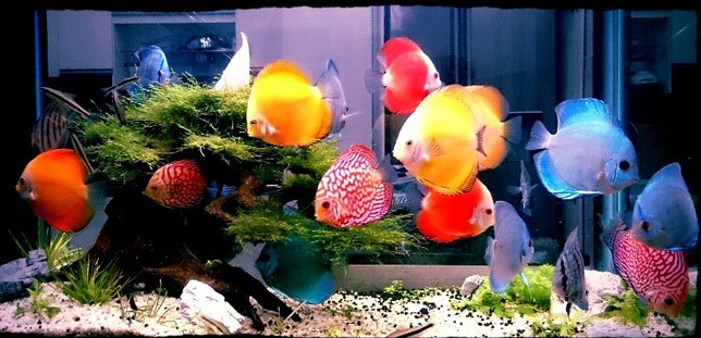 Vận chuyển cá cảnh từ Nội Bài đến sân bay Đà Nẵng