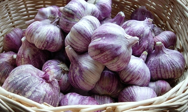 Vận chuyển tỏi tía từ Quảng Bình đến Hà Nội