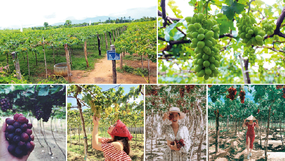 Dịch vụ gửi hàng trái cây từ Ninh Thuận đi Hà Nội