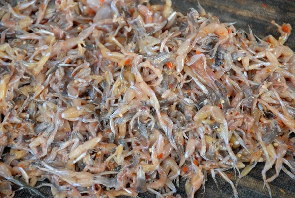 Gửi khô nhái từ An Giang đi Lạng Sơn ưu đãi giá cước số 1