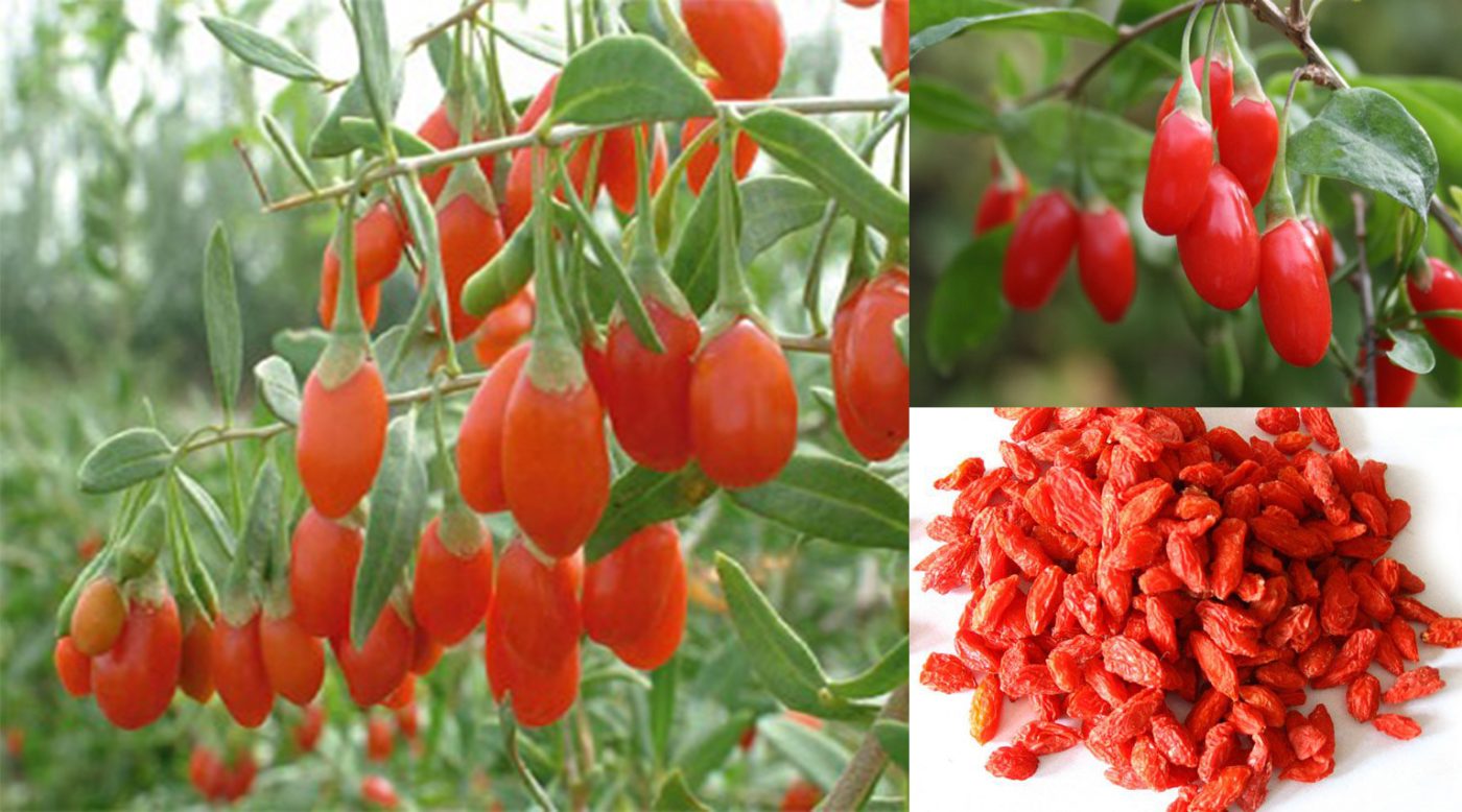 Gửi kỷ tử từ Kiên Giang đi Quảng Nam ưu đãi giá cước năm 2023