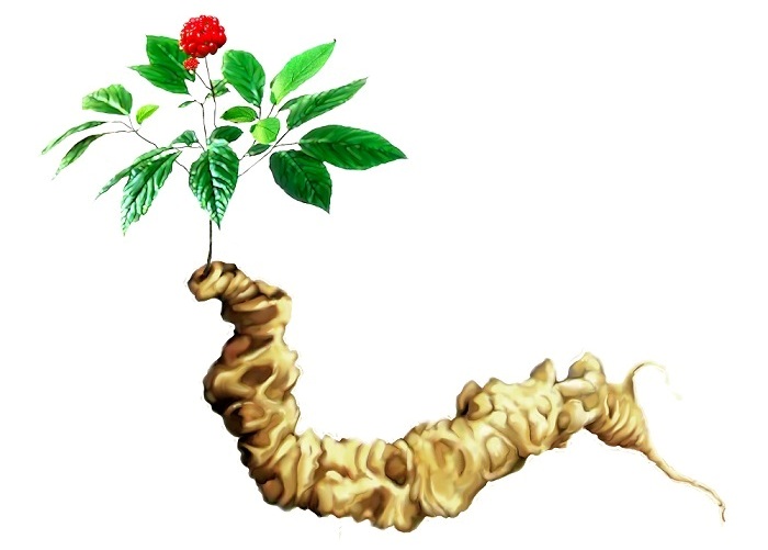 Gửi sâm ngọc linh từ Quảng Nam đi Hà Nội uy tín, giá tốt số 1