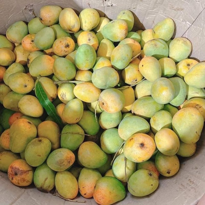 Gửi xoài Yên Châu từ Sơn La về Khánh Hòa uy tín số 1 thị trường