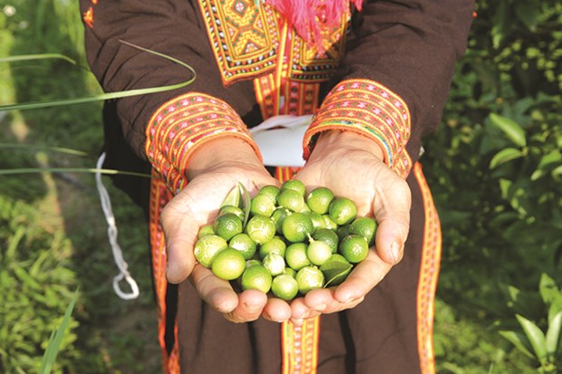 Gửi chanh rừng Mẫu Sơn từ Lạng Sơn đi An Giang ưu đãi số 1