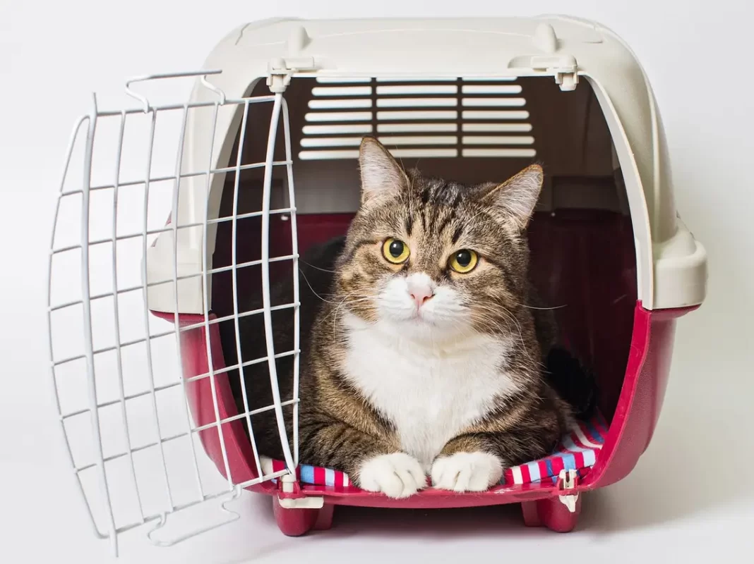 Vận Chuyển Thú Cưng Quốc Tế Từ Việt Nam Đi Philippines